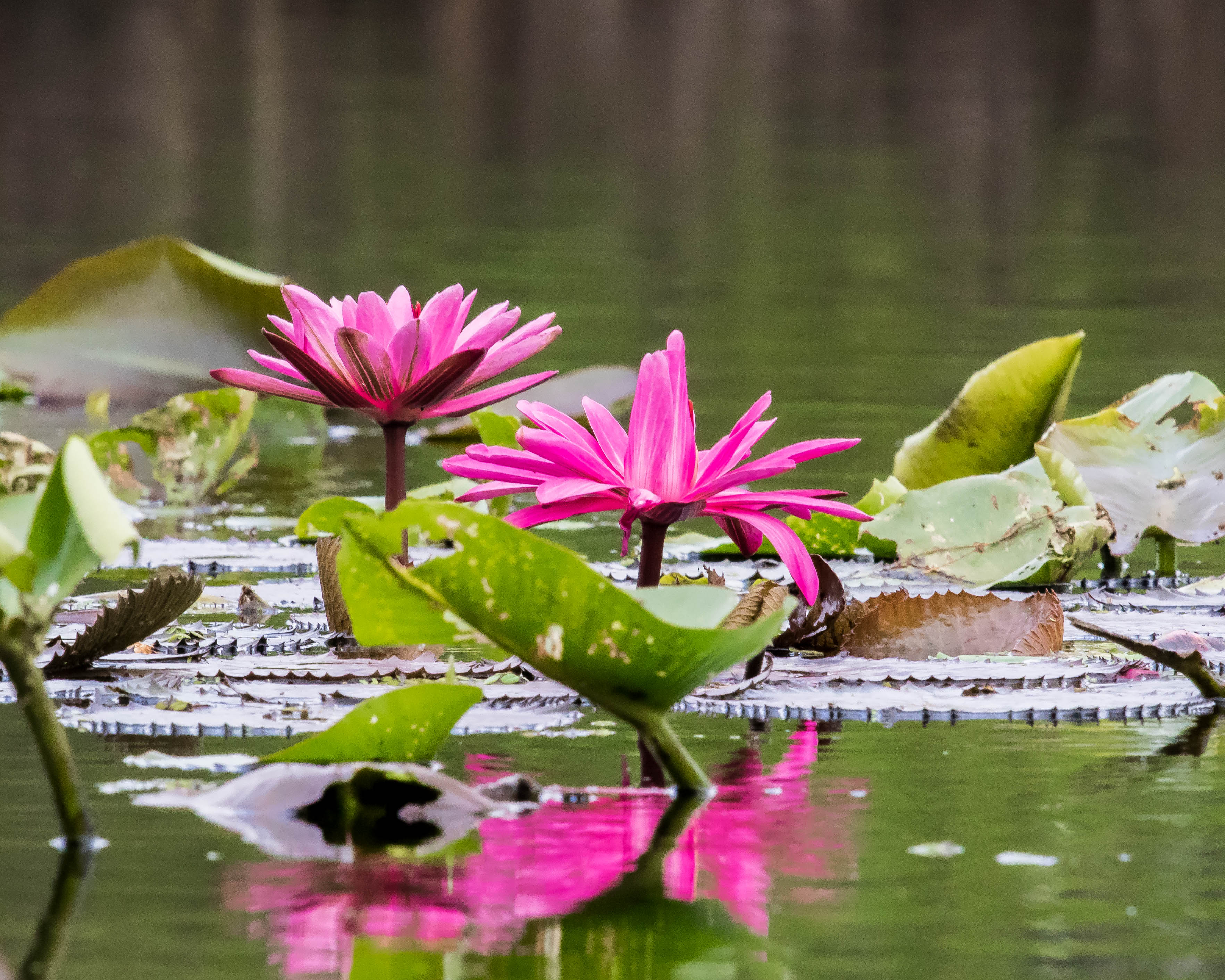 water-lilies-withlacoochee-river-welcome-to-nature-coast-unitarian