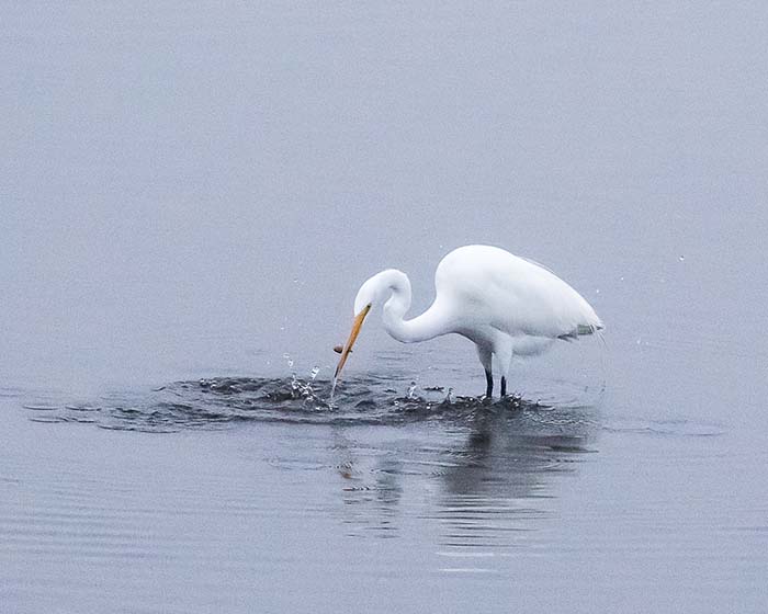 Great Egret Gets a Tidbit